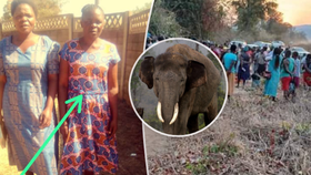 Stádo slonů udupalo k smrti těhotnou Indonésanku