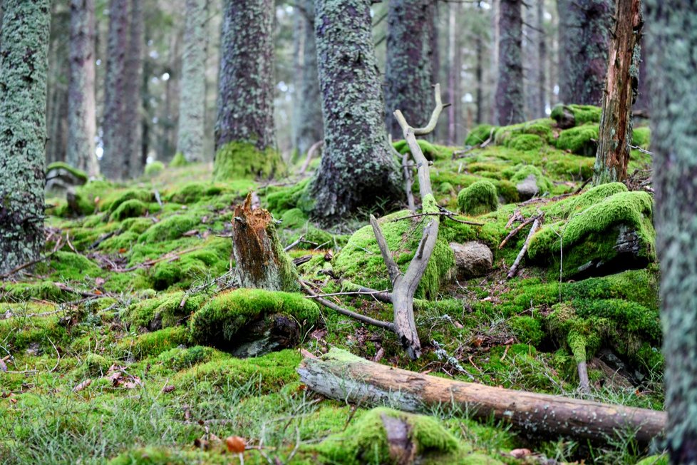 Šumava patří mezi neoblíbenější dovolenkové destinace v Česku.