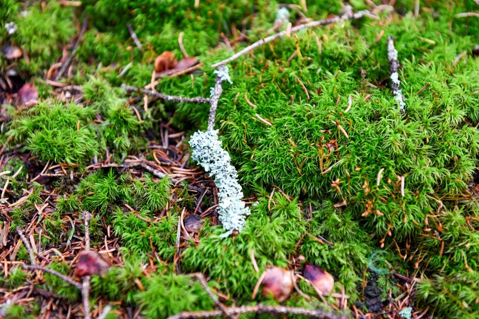 Šumava patří mezi neoblíbenější dovolenkové destinace v Česku.