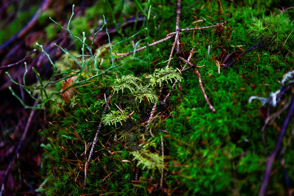 Šumava patří mezi neoblíbenější dovolenkové destinace v Česku.