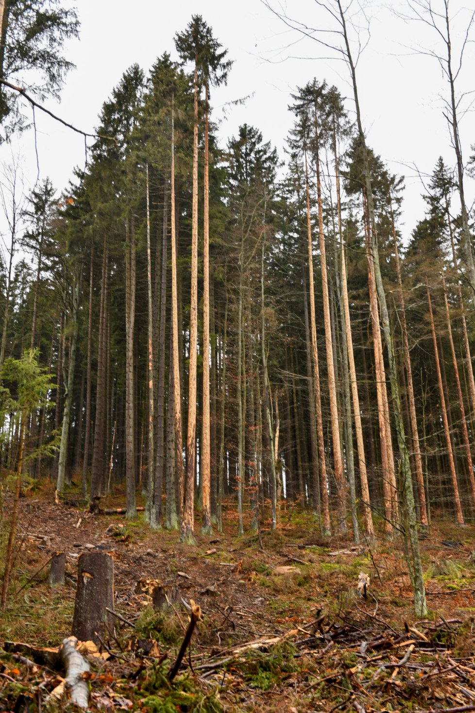 Šumava patří mezi neoblíbenější dovolenkové destinace v Česku.