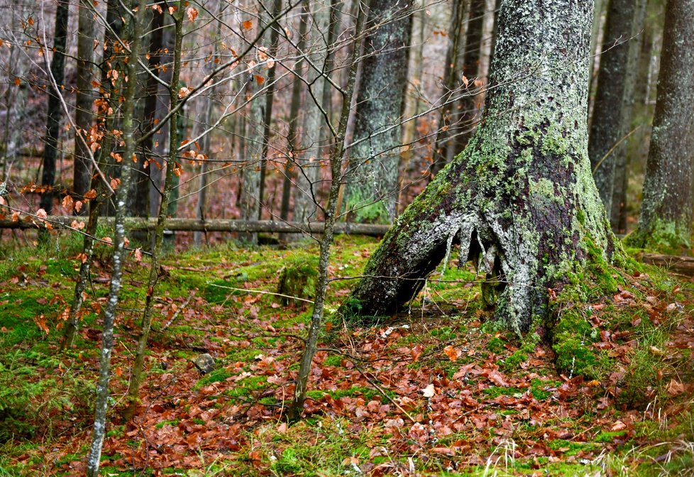 Šumava patří mezi neoblíbenější dovolenkové destinace v Česku.