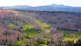 Šumava v ohrožení: Půlku lesů už sežral kůrovec!