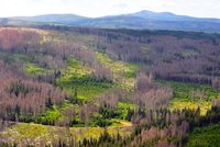 Šumava v ohrožení: Půlku lesů už sežral kůrovec!