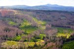 Kůrovcová kalamita se stala znovu velkým tématem, po odvolání ředitele Lesů ČR se díky ní spustila lavina reakcí.