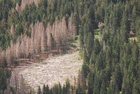 Česku hrozí kůrovcová superkalamita. Podívejte se, jak si chránit dřevo