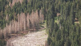 Polomy a do toho kůrovec, Šumava se zmítá v problémech.