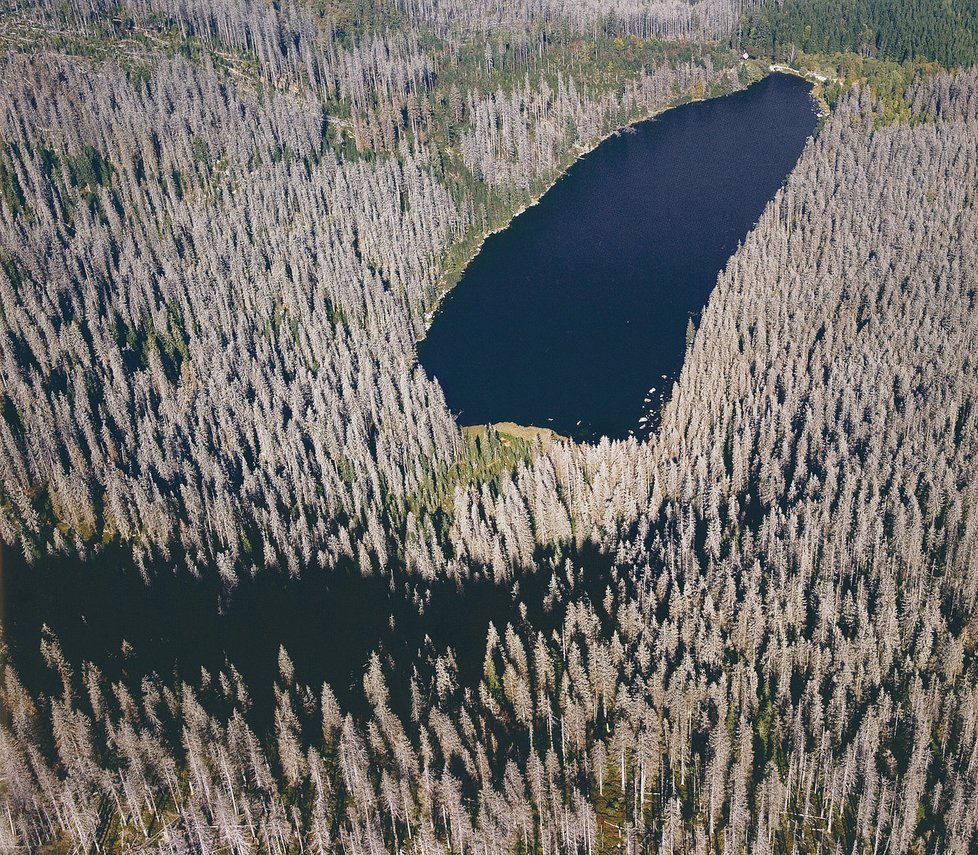 V roce 1997 tady u Plešného jezera Bláha z Hnutí Duha přesvědčoval, že si les s kůrovcem poradí. Letecký pohled ukazuje celou tu hrůzu.