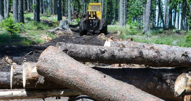 Kůrovec ničí i silnice. Jurečkův úřad chce přispět na jejich opravy