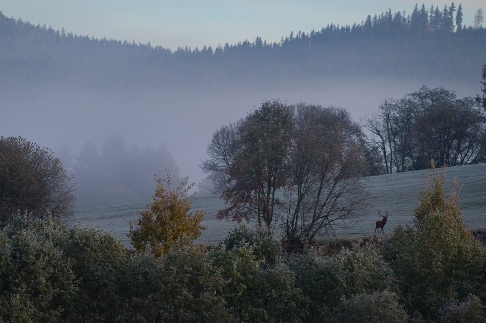 Jelen na loukách nad Mrtvým luhem na Šumavě.