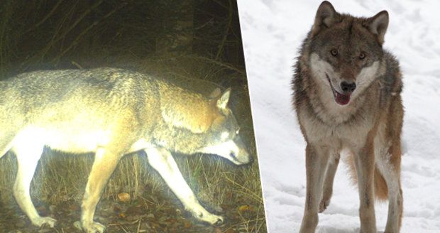 Vlci se vracejí na Šumavu: Je jich stále více