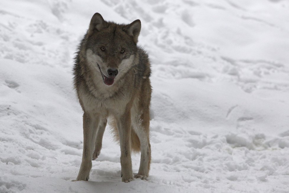 Vlci se do Česka vrací. Žijí již na několika místech republiky.