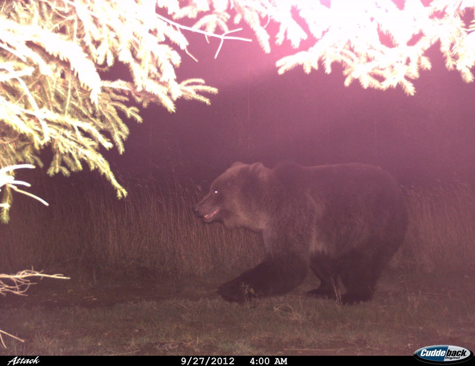 27. září 2012 4:00 – Javorníky, kousek od Vsetína. Objevil se tam stokilový medvěd. V okolí snímky zachytily i mládě.