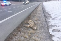 Vlk v jižních Čechách vběhl na silnici: Srážku s autem šelma nepřežila