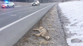 Vlk v jižních Čechách vběhl na silnici: Srážku s autem nepřežil