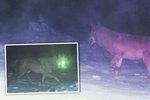 Na Šumavě žije vlk! Nejnovjěší záběry z března 2015