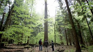 Šumava na rozšíření divočiny vydělá, tvrdí studie