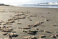 Tajemný tvor zaplavil pobřeží Kalifornie. Jsou jich tisíce a znemožňují rybolov