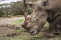 Poslední samec bílého nosorožce zemřel: Suniho dovezli do Keni z Čech