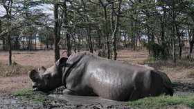 Český samec nosorožce bílého Suni zemřel v africké Keni