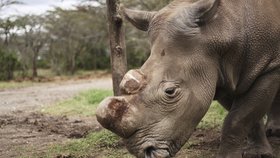 Český samec nosorožce bílého Suni zemřel v africké Keni