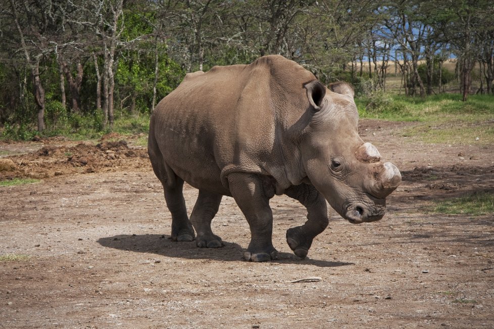 Český samec nosorožce bílého Suni zemřel v africké Keni.