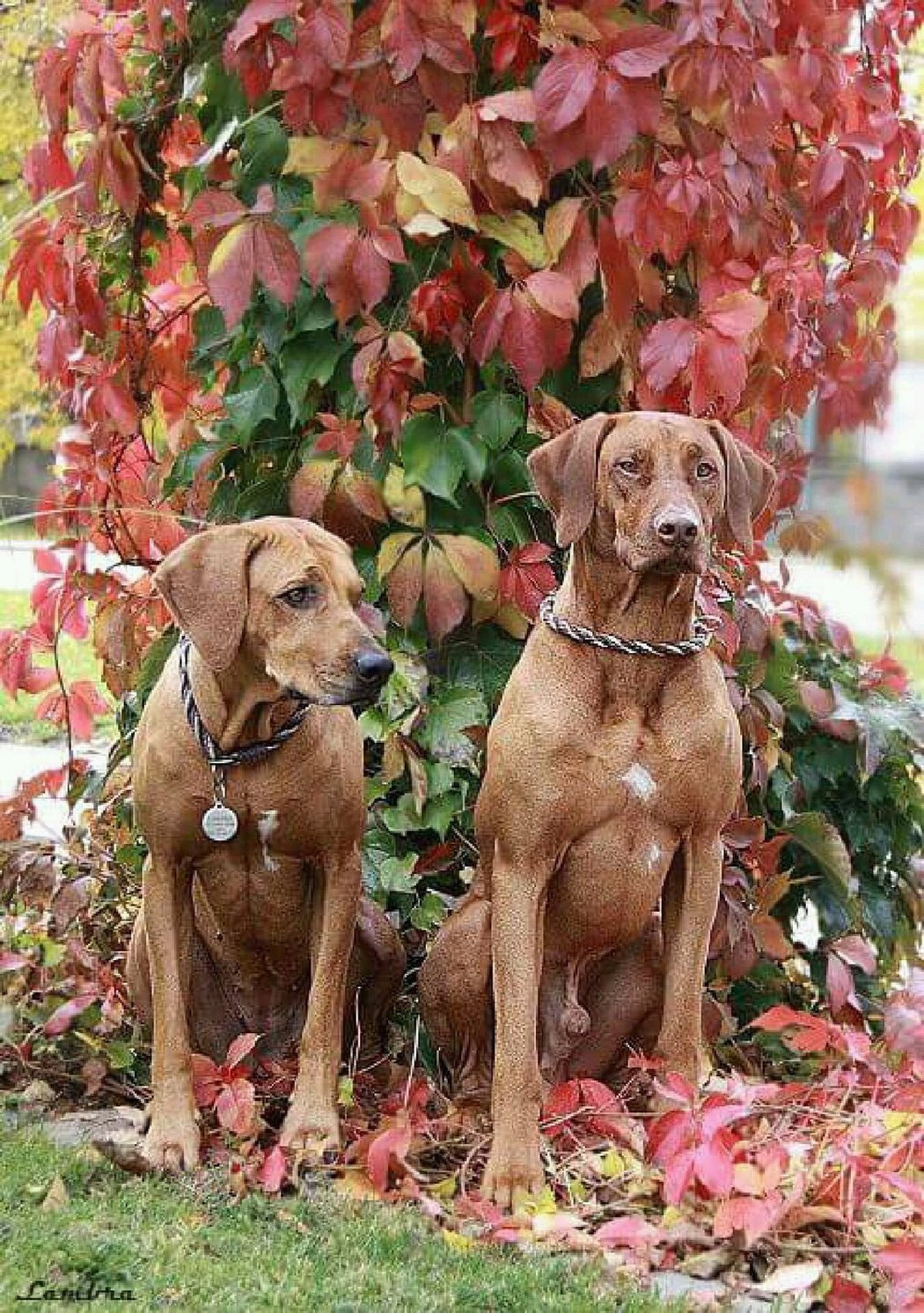 Kateřina Novotná - Podzimní procházka se psy - Lara a Bongo