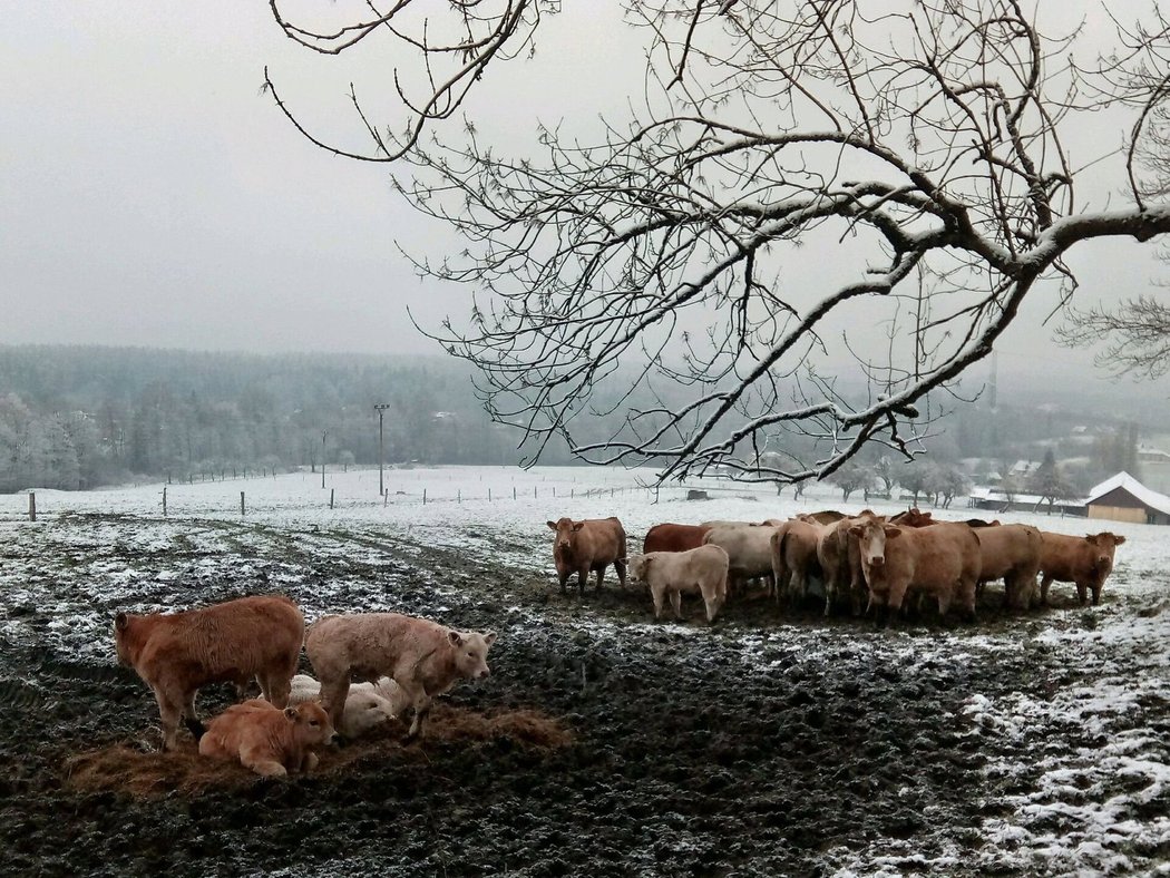 Armad Urbas - Bystřice - Kozinec