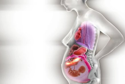 Neuvěřitelné video: Co se děje s orgány v těle ženy, která je těhotná