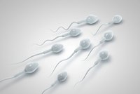 Jak doopravdy probíhá vyšetření spermatu? Neplodných mužů je stále více
