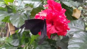 Exotický motýl na květině. Takhle detailně ho můžete vidět v Motýlím domě!