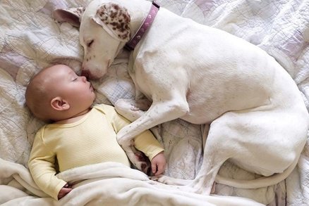 Roztomilé duo: Pes v láskyplném objetí s osmiměsíčním chlapečkem