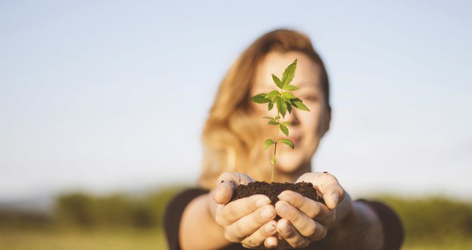 Nizozemský parlament chce legalizovat pěstování marihuany.