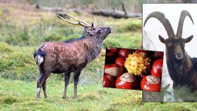 Češi sestavili „superseznam nechtěných“: Koza, jelen i kaštany jsou nežádoucí