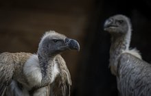 Zoo Liberec získala supy africké: Pár nese vzácné geny