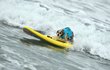 Chlupáči jsou na soutěži Surf City Surf Dog dělat něco, k čemu opravdu nejsou předurčeni.