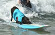 Chlupáči jsou na soutěži Surf City Surf Dog dělat něco, k čemu opravdu nejsou předurčeni.