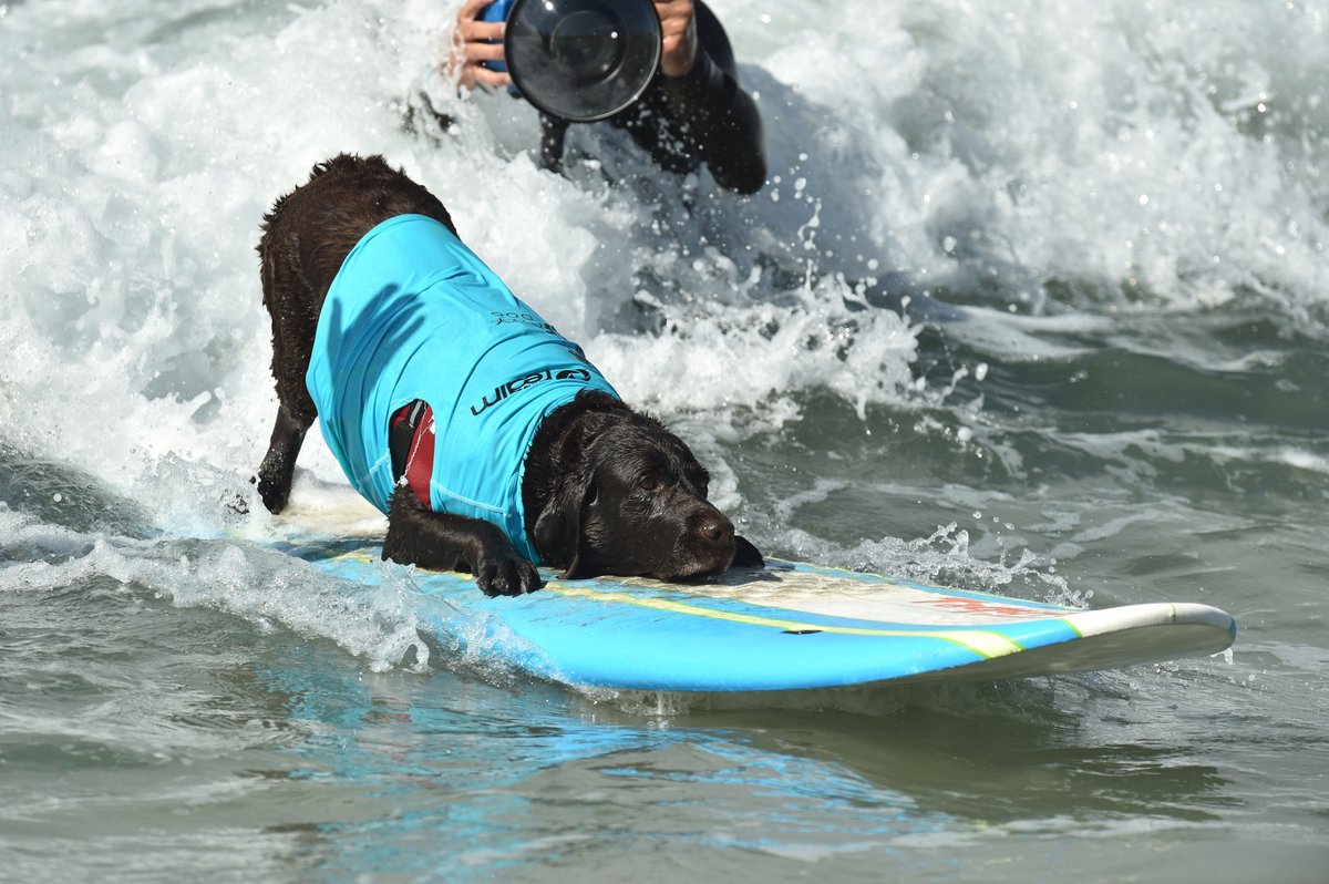 Chlupáči jsou na soutěži Surf City Surf Dog dělat něco, k čemu opravdu nejsou předurčeni.