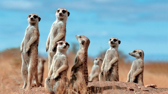 Ačkoli surikaty rozhodně nežijí v dokonalé komunitě, chovají se nezvykle altruisticky. Navíc jejich altruismus se dá uměle zvýšit.