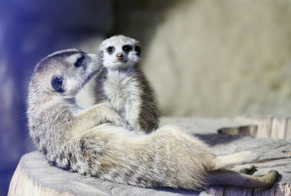 V pražské zoo zjistíte, jestli jste rychlejší, než surikaty (ilustrační foto).