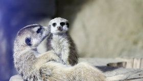 V pražské zoo zjistíte, jestli jste rychlejší než surikaty.