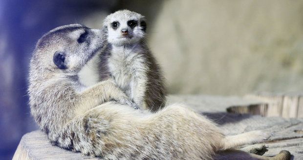 V pražské zoo zjistíte, jestli jste rychlejší než surikaty.