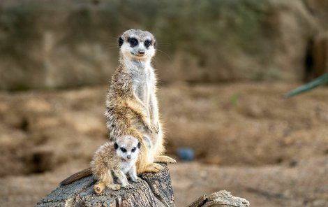 Sledovat okolí se surikaty učí od dospělých odmalička.