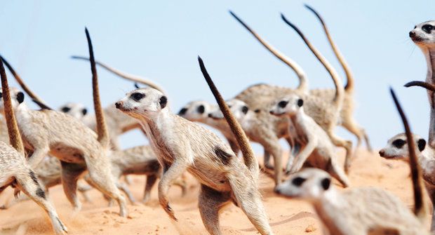 Nebezpečné surikaty: Panáčkující agresoři si jdou po krku!