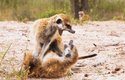 Boj surikat může skončit i smrtí jedné z nich