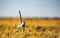 Své teritorium surikaty neustále kontrolují