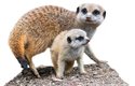 Mláďata surikat jsou velmi zranitelná, bez neustálé pozornosti dospělých se neobejdou