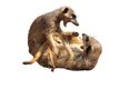 Vůdčí samice surikaty okamžitě trestá jakékoliv provinění