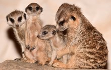 Předčasné Vánoce v Zoo Olomouc: Tři mláďata surikat!