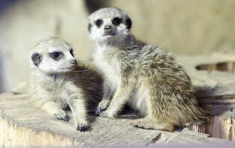 V pražské zoo se vůbec poprvé narodily surikaty. Jsou to dvě slečny...